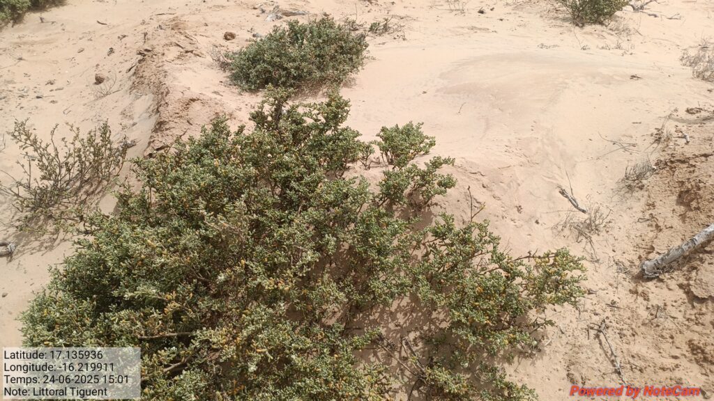 Cartographie par drone de la dune côtière du littoral de Tiguent