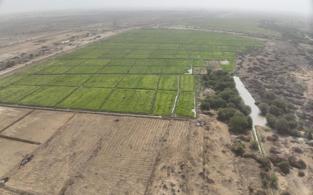 Cartographie de 240 ha d’un périmètre agricole à Beguemoune